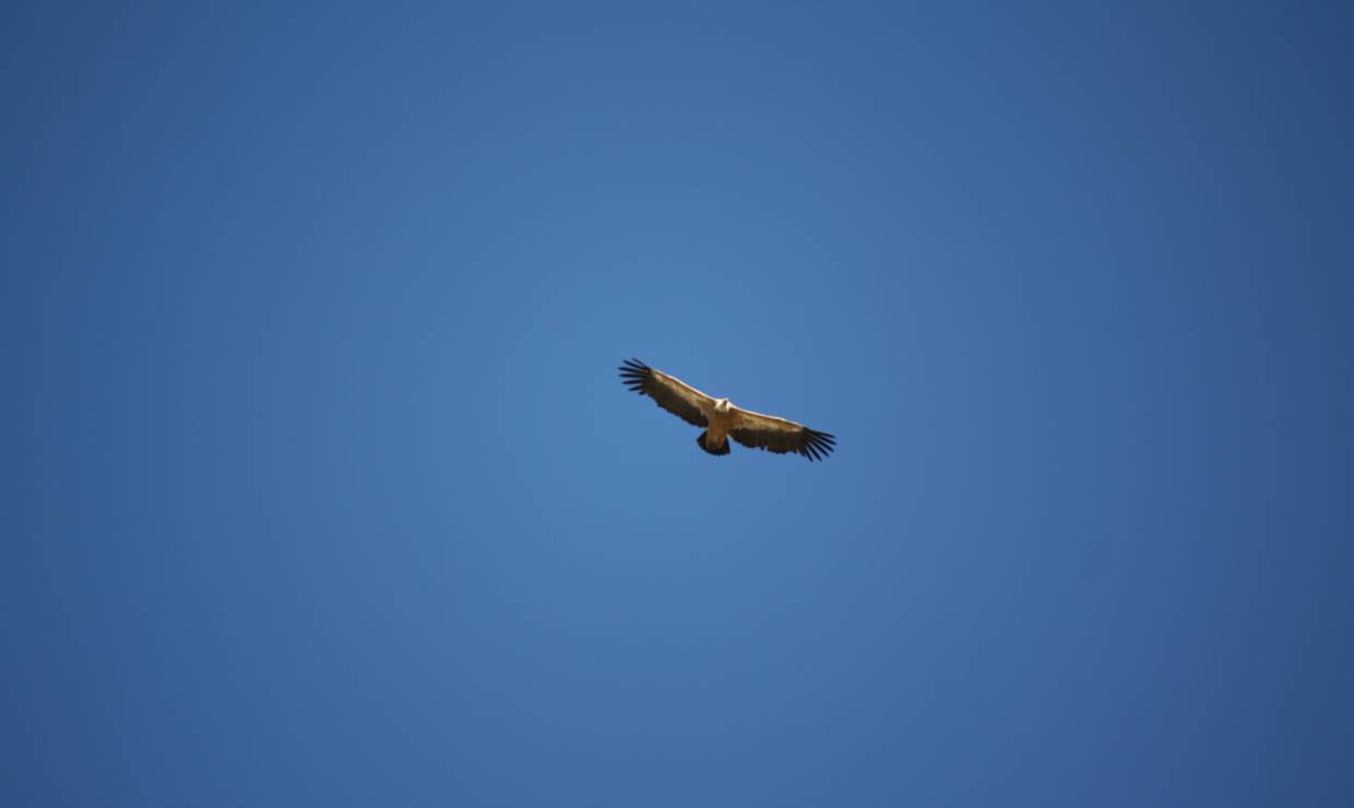 Randonnée la grande faune du Mercantour