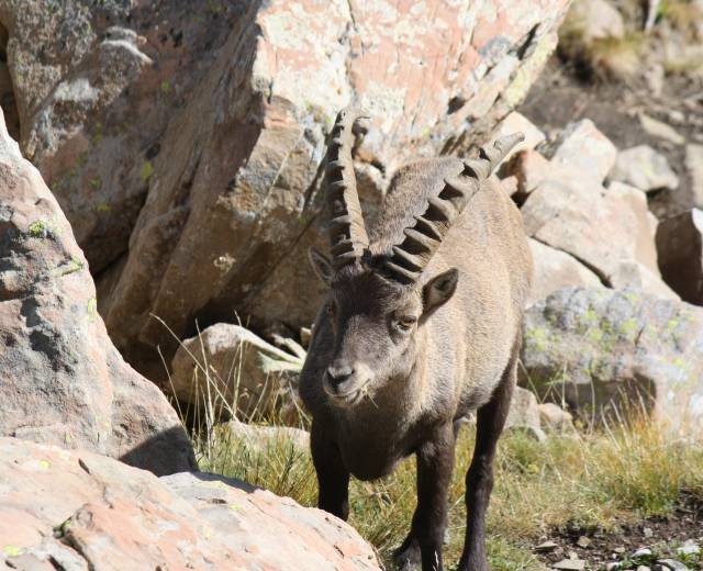 Randonnée la grande faune du Mercantour