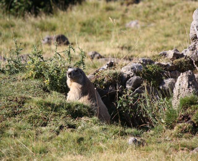 Découverte des marmottes dans le val d'Allos