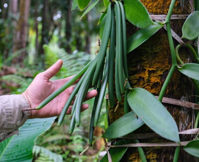 Vanille cultivée en agroforesterie à La Réunion